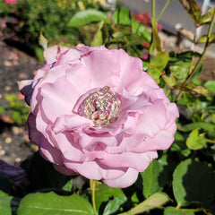 Anhänger mit Blumendesign aus 10 Karat, 14 Karat oder 18 Karat Gold