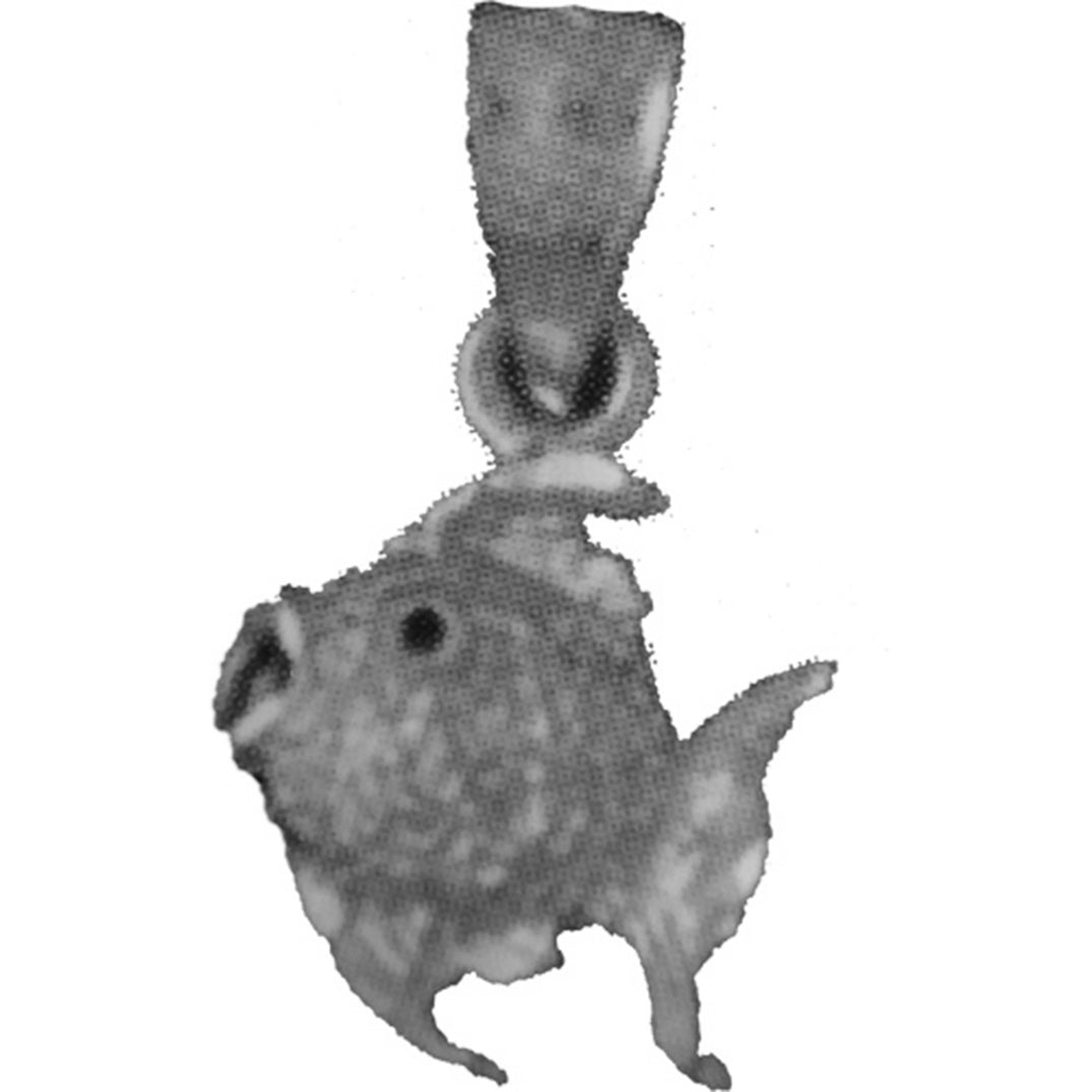 Sterling Silver Tropical Angelfish Pendant