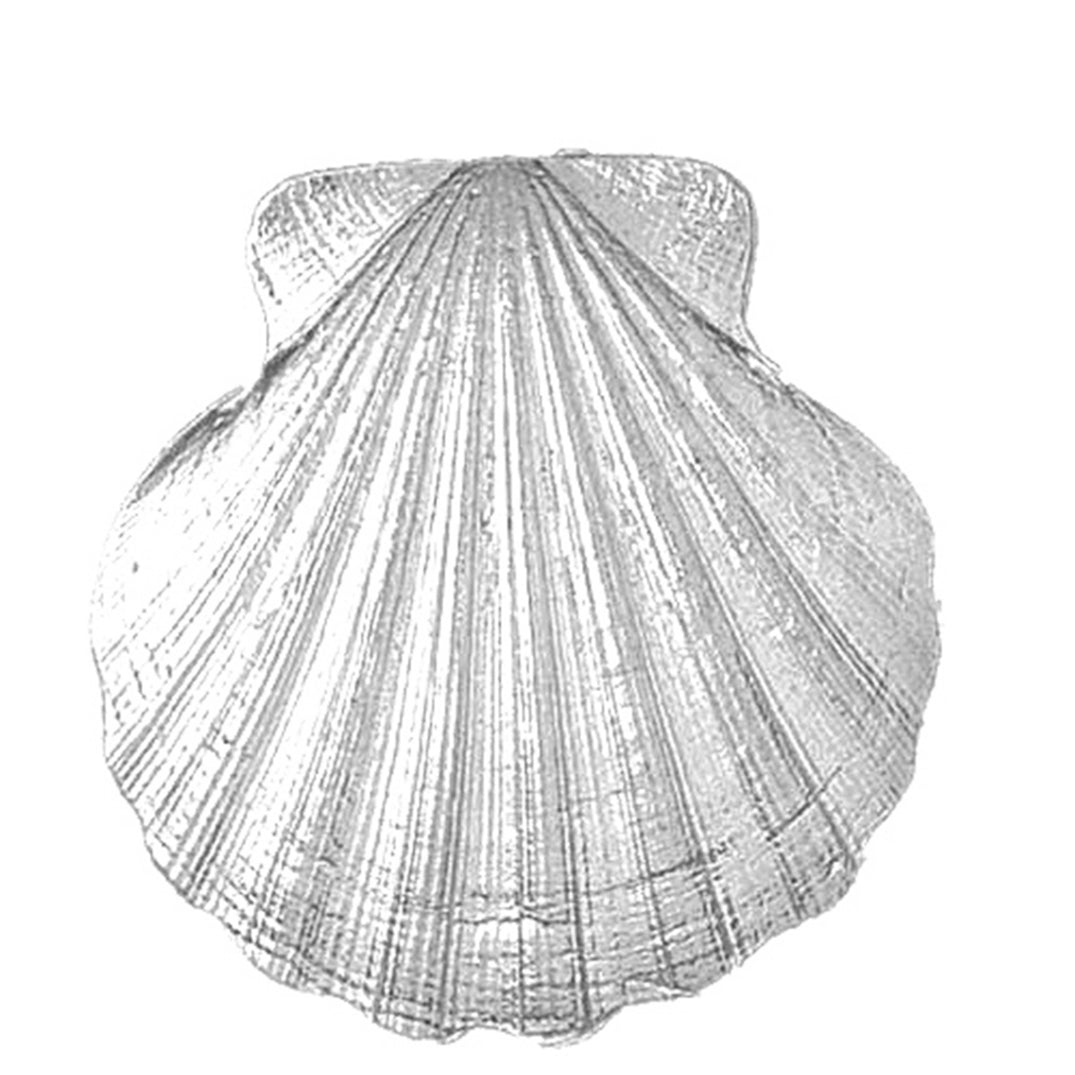 Sterling Silver Shell Pendant